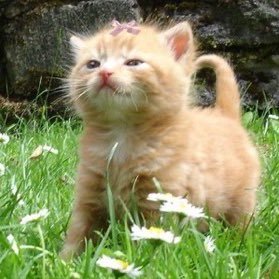 bubblyplushies's profile picture. 20♦️| LoL/WoW/TFT/LoR ♠️// @embrace_despair♥️|| ENG/CZ/PL♣️