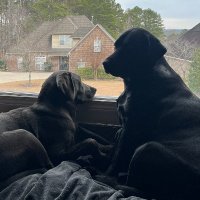 American-Patriot🇺🇸 🇺🇸 🇺🇸 (@bama_boomer65) 's Twitter Profile