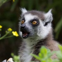 mendeburlemurr (@tembelmimar) Twitter profile photo
