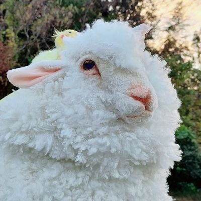 Θの森（シータの森）さんのプロフィール画像