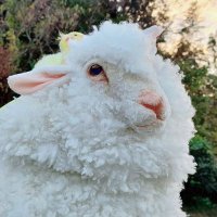 Θの森（シータの森） (@sitoron8888) 's Twitter Profile Photo