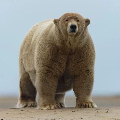 FatAlbert679kg's profile picture. nothing bigger than the bear!