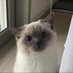 catscute19 (@catscute19) Twitter profile photo catscute19 (@catscute19) Twitter profile photo