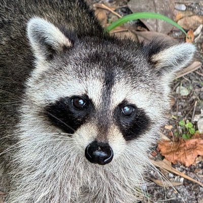 Chelle makerさんのプロフィール画像