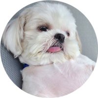 ぽっちゃんといっしょ🦭 (@eternal_ptk) 's Twitter Profile Photo ぽっちゃんといっしょ🦭 (@eternal_ptk) 's Twitter Profile Photo