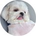 ぽっちゃんといっしょ🦭 (@eternal_ptk) Twitter profile photo ぽっちゃんといっしょ🦭 (@eternal_ptk) Twitter profile photo