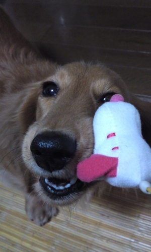 ROCKが好き。ライブに行くのが生きがい。動物大好き。