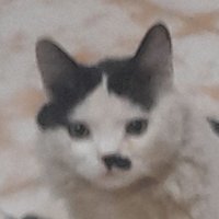 عبدالله مشاري (@msharybdal80621) 's Twitter Profile