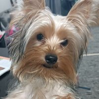 cookies (@koukli12) 's Twitter Profile