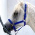 𝐅𝐀𝐓𝐈𝐌𝐀 𝐌𝐎𝐇𝐃𝟏𝟗 💙🐎 (@f_alnashmi) Twitter profile photo 𝐅𝐀𝐓𝐈𝐌𝐀 𝐌𝐎𝐇𝐃𝟏𝟗 💙🐎 (@f_alnashmi) Twitter profile photo