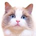 およよ イデコ投資家 (@ideco_cat) Twitter profile photo およよ イデコ投資家 (@ideco_cat) Twitter profile photo