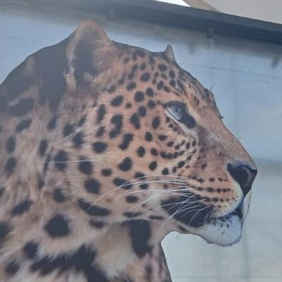 royehoney's profile picture. Restaurant owner in Qatar. Die hard Follower of Imran Khan.