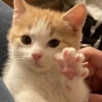 alvin (@alvinwesleyy) 's Twitter Profile