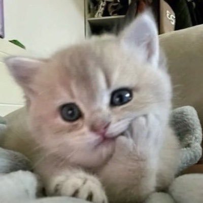 猫らぶ　Verbena