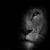 Wildlife Uncensored (@theedarkcircle) Twitter profile photo Wildlife Uncensored (@theedarkcircle) Twitter profile photo