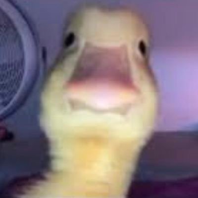 ArcticAssassn's profile picture. 
