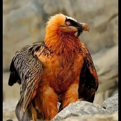 Makan1551251's profile picture. 🎭🎬📈📉