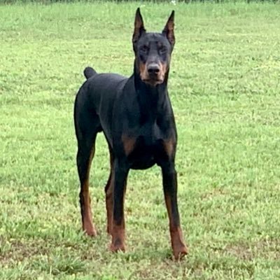 DobieGSPMom's profile picture. Wife, Christian, Pilot, Hospice Volunteer, Wildlife Rehabber