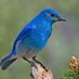 True Blue Lark Co. (@larkblue18131) Twitter profile photo True Blue Lark Co. (@larkblue18131) Twitter profile photo