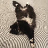 π΅πΈBaloo π¦π΄ββ οΈππ (@baloounited) 's Twitter Profile