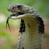 Cobra (@cobra8672) 's Twitter Profile