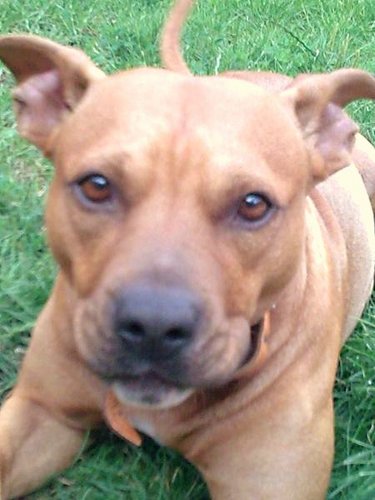 Pav_84's profile picture. I sit in front of a computer all day. I support Liverpool and my dog is called Bugga.