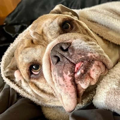 callmebriyonce's profile picture. 