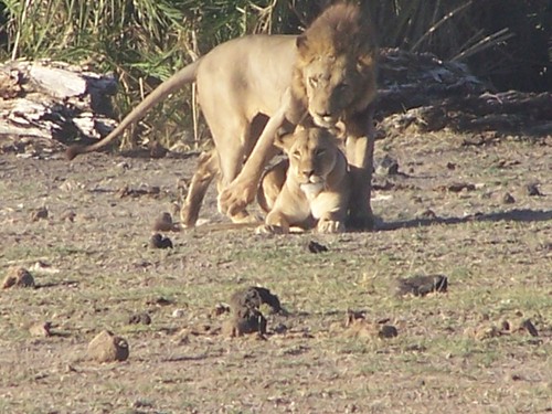 BONFIRE Adventures is a Safari company endowed with experience and creativity to assist you in enjoying the unique and natural gems in the East African region.