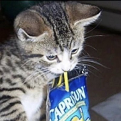 gasonape's profile picture. Happily taken by @Marebearrrrr_