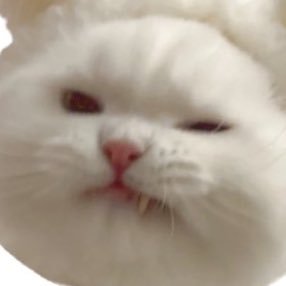 MiUo_x's profile picture. 20⤴︎︎