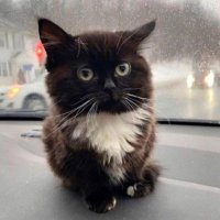 Chmonya ๐ (@chmonya_cat) 's Twitter Profile