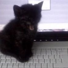 Sarazy_'s profile picture. 