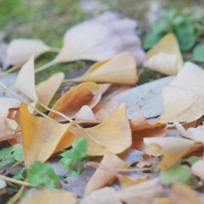 shieonnnkk's profile picture. カメラ初心者