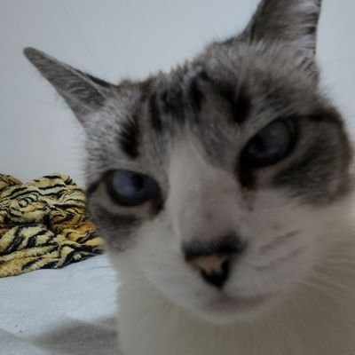 NBarrella_'s profile picture. .