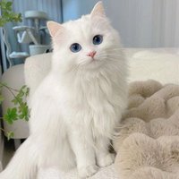 ぴぴ (@1o21melody) Twitter profile photo