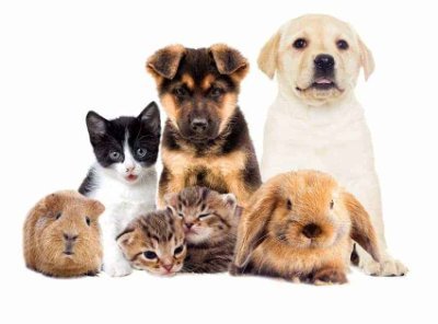 I love traveling, adore animals, especially pets, and enjoy sharing beautiful photos with others.