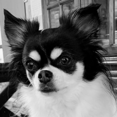 𝕋‌𝔸‌𝕂‌𝔼🐶🐾さんのプロフィール画像