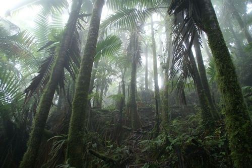 State and Private Forestry Program Manager with the USDA Forest Service, International Institute of Tropical Forestry,  ISA Certified Arborist SO-0730A