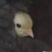 froofroofroosty (@froofroofroosty) Twitter profile photo froofroofroosty (@froofroofroosty) Twitter profile photo