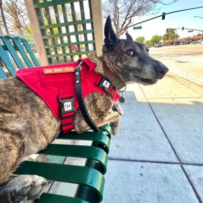 Paleo_Rising's profile picture. Chumash Nation-Longevity BioHacker-MovNat-95%Carnivore Artist-Writer-Cultivate the mind, Make Savage the Body- Keep your eyes on the Big Picture.