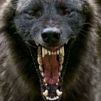 Wolfman Jack 🇺🇦🇺🇲🇨🇦 (@cnnpost) Twitter profile photo