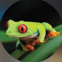 frog (@ydk548) 's Twitter Profile Photo frog (@ydk548) 's Twitter Profile Photo