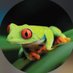 frog (@ydk548) Twitter profile photo frog (@ydk548) Twitter profile photo