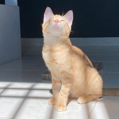 bushra_n_h's profile picture. البنات للبنات