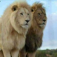 Riaz Arain (@riazarain9) 's Twitter Profile Photo