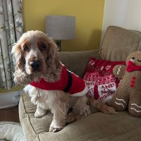 CDB (@cdob1901) 's Twitter Profile