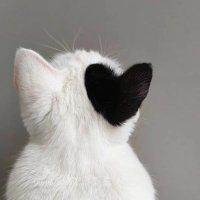 pstatar (@tatar_pasaree) 's Twitter Profile