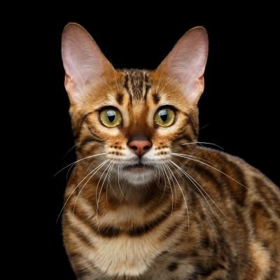 Zainab_bdms_'s profile picture. 🌹