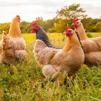 SUPREME SOLUTION POULTRY FARMING TRAINING (@supremefar82624) 's Twitter Profile