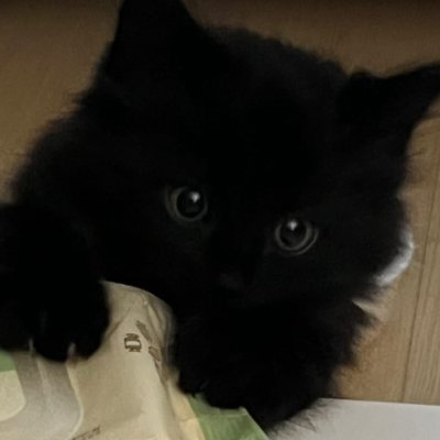 保護猫と暮らすOL。東京生まれの黒猫、タマ(推定6歳)。2018年春に家族になり、その年の夏に新しい家へお引越し。おもしろくて、かわいくて、時には「いたずら」も愛しいタマの日常を、日々の生活やお気に入りのことと一緒にお届けしていますにゃ🤗😽❣️